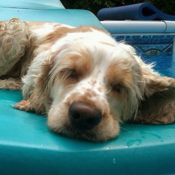 Meet your Posher, Lana - Picture 1 of 1